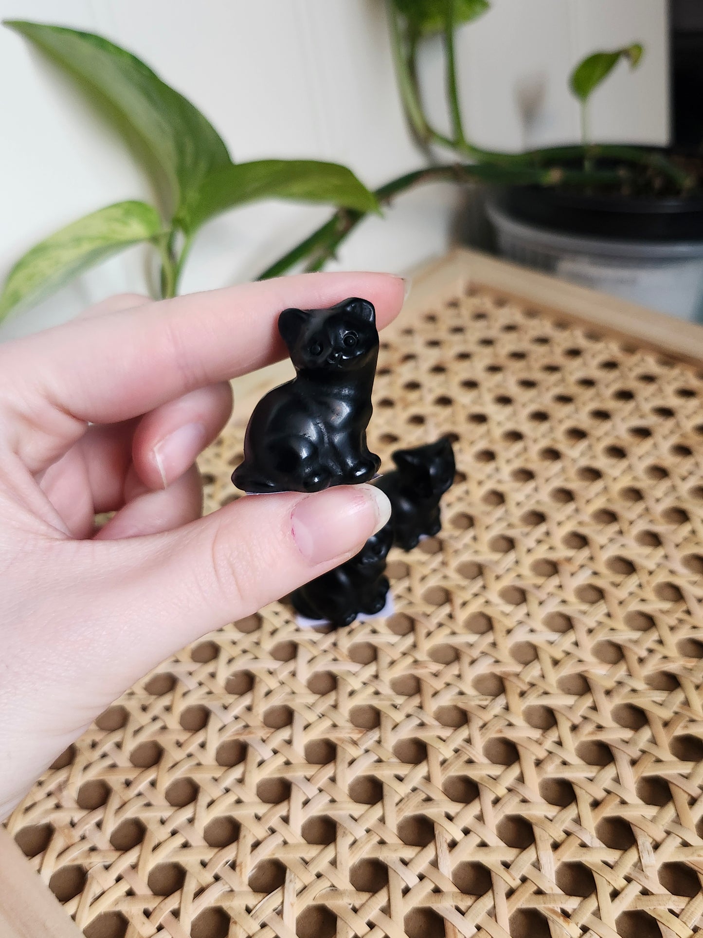 OBSIDIAN CAT