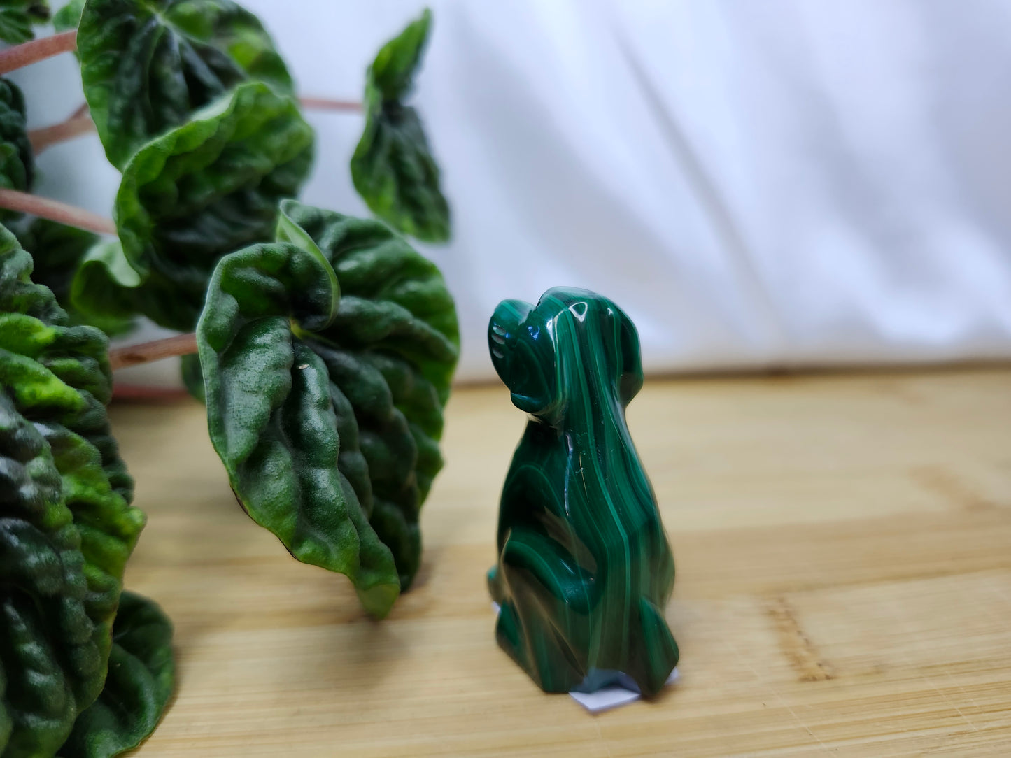 MALACHITE DOG