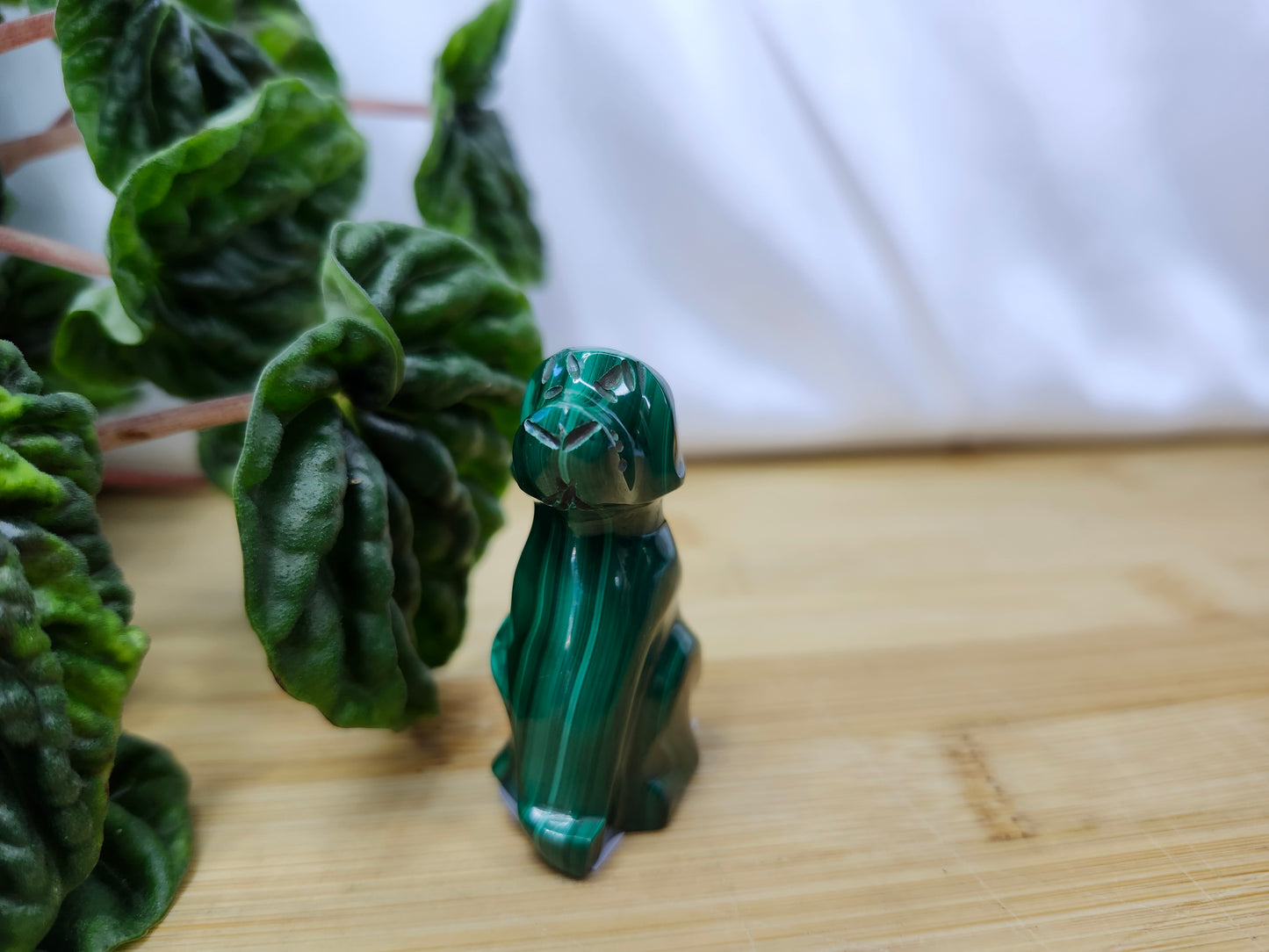 MALACHITE DOG
