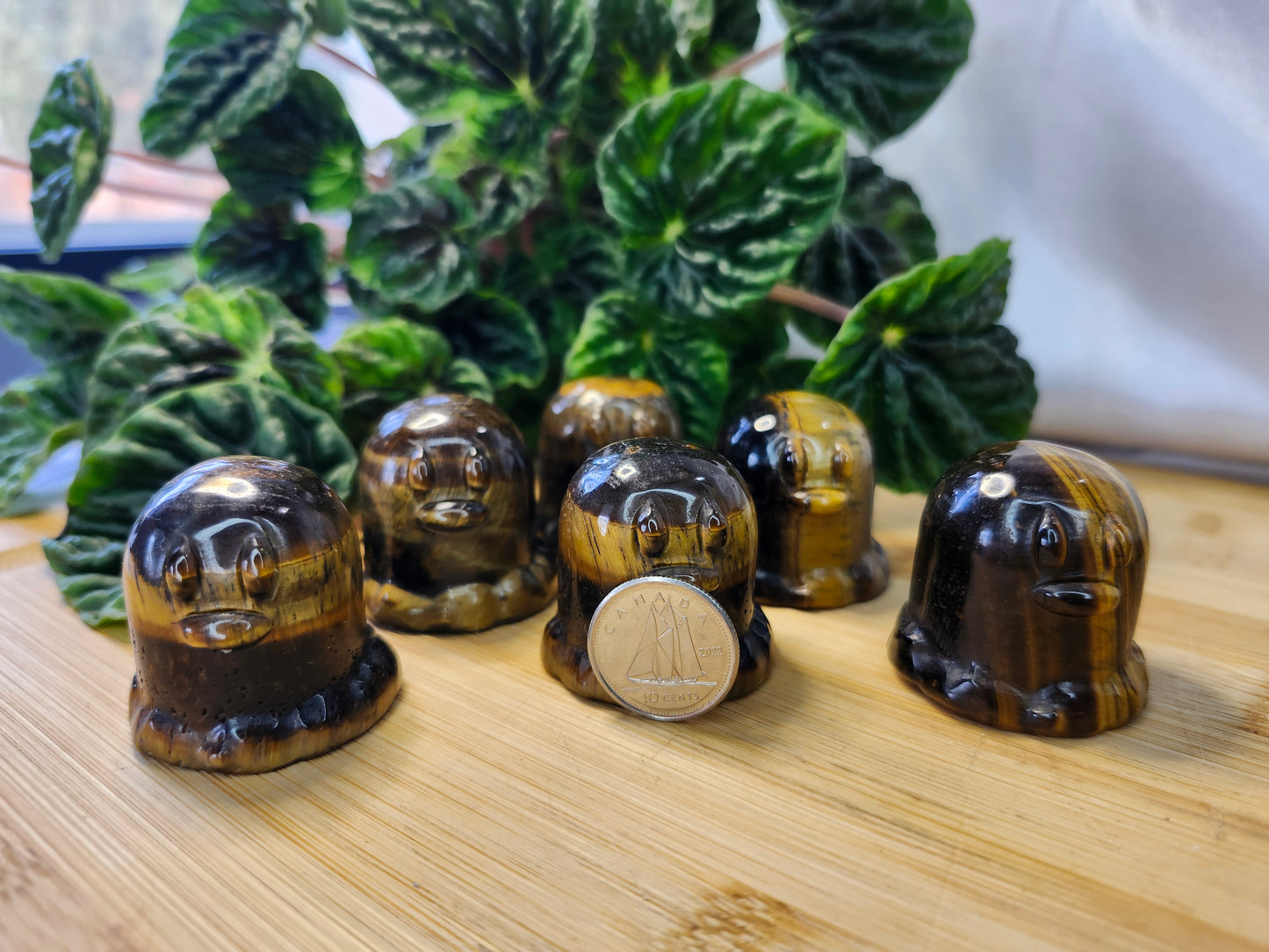 TIGER'S EYE DIGLET