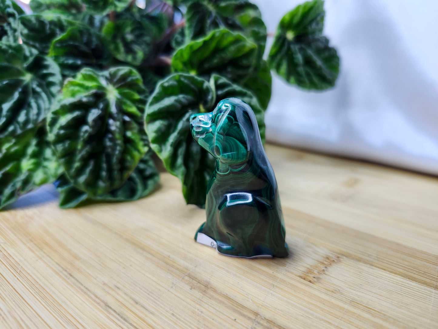 MALACHITE DOG