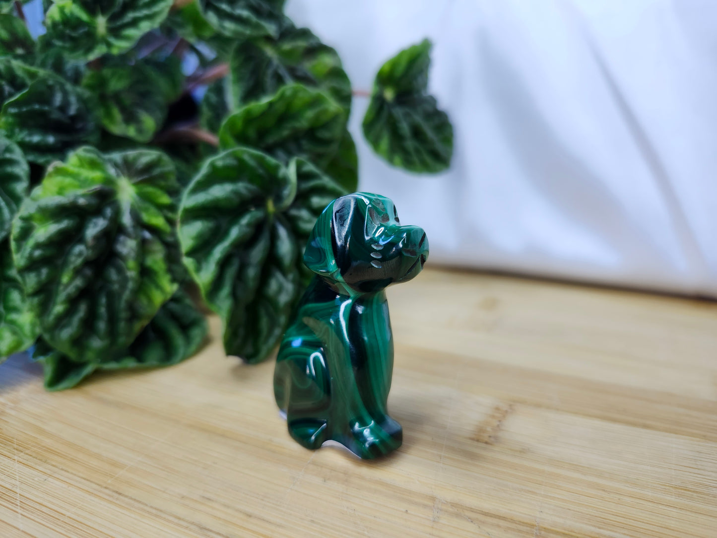 MALACHITE DOG
