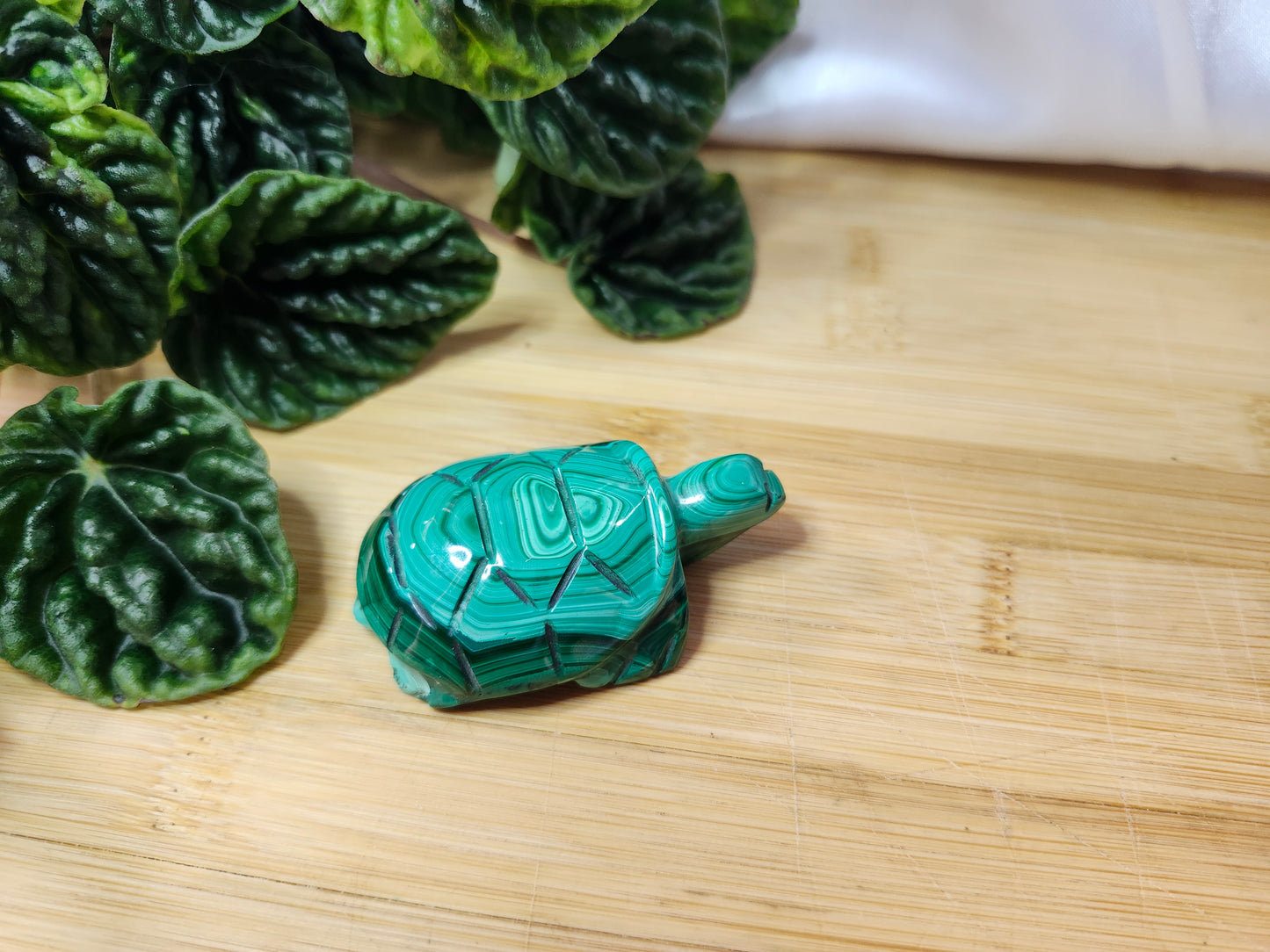 MALACHITE TURTLE