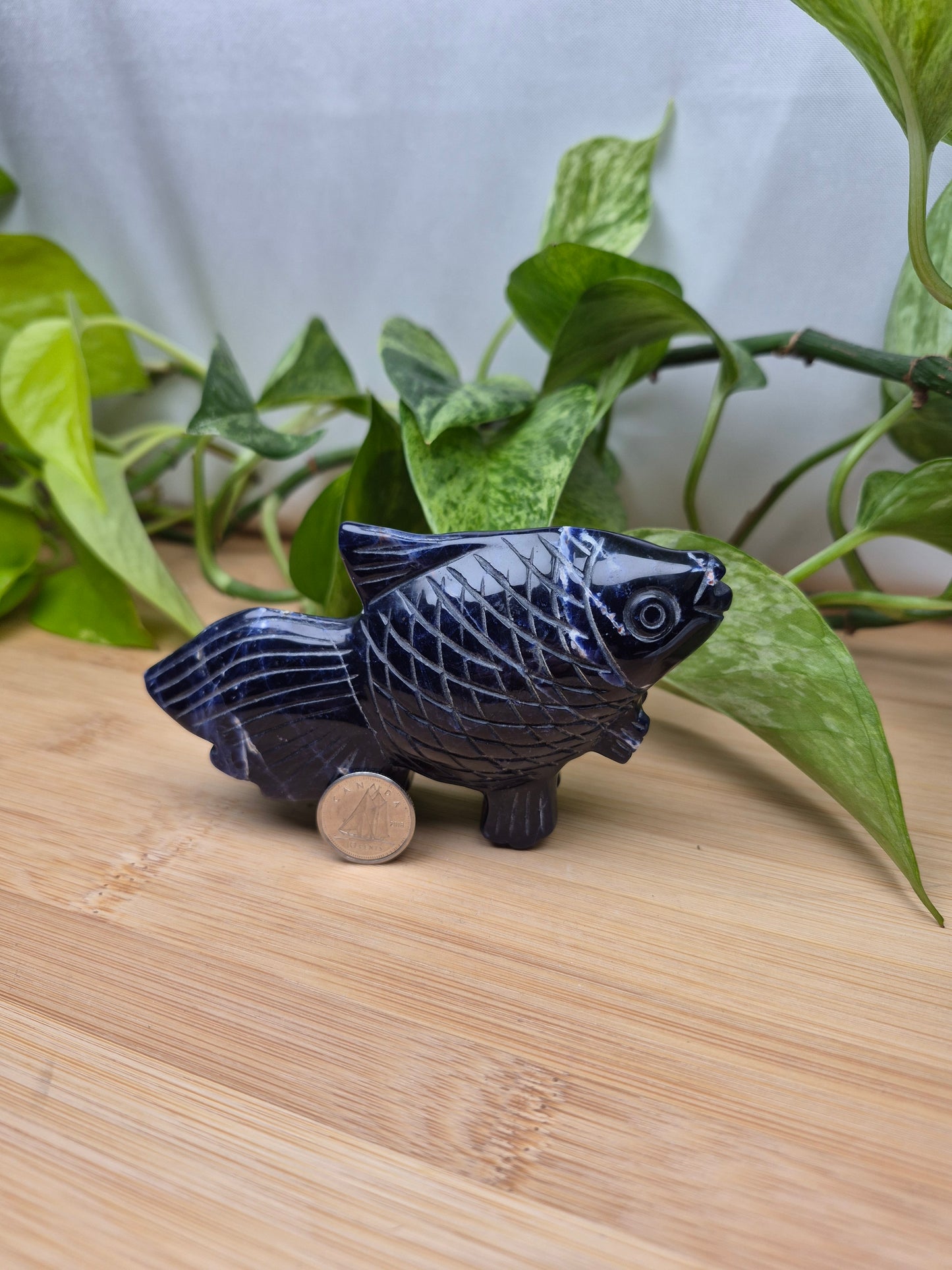 SODALITE FISH