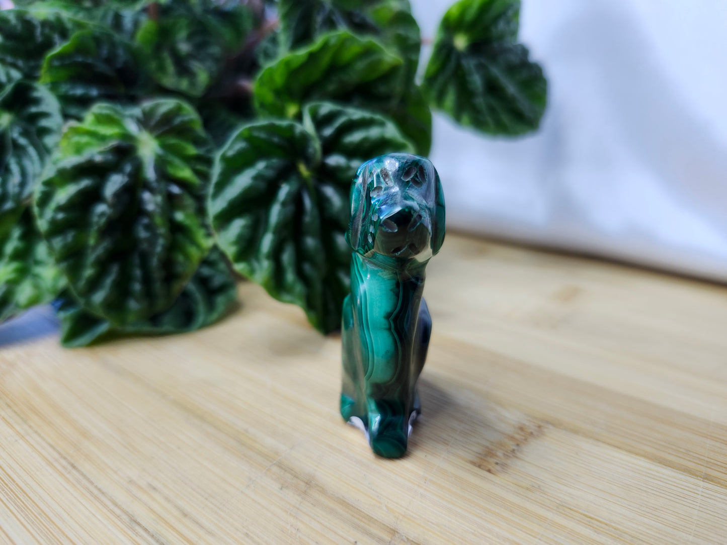 MALACHITE DOG