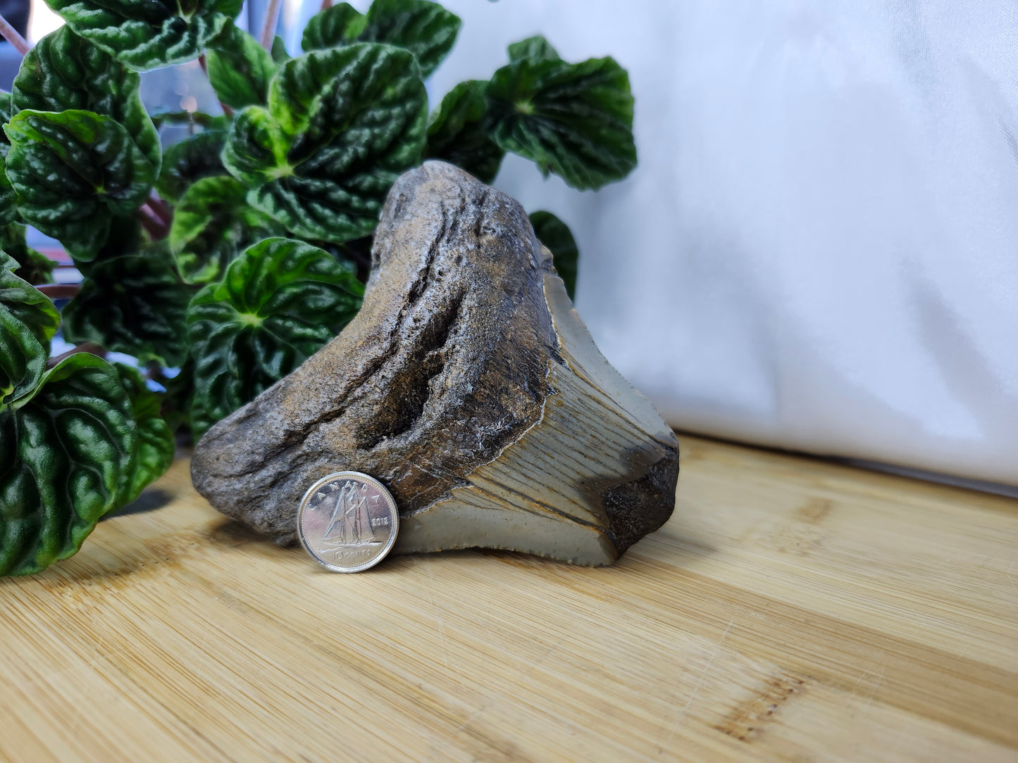 MEGALODON TOOTH