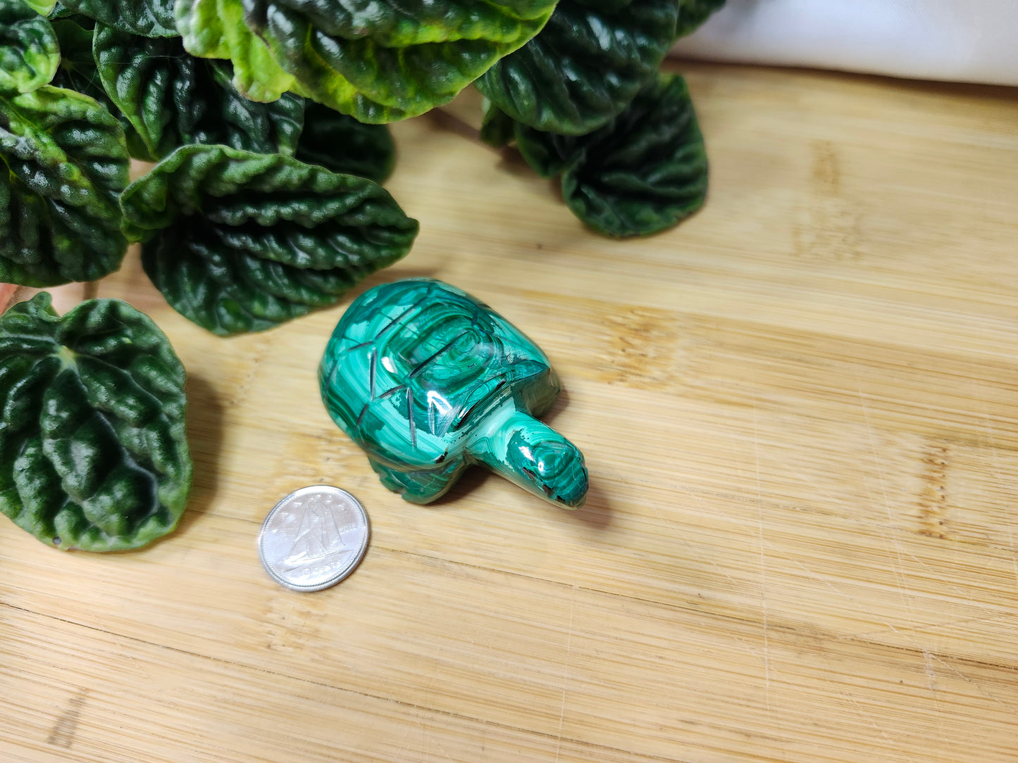 MALACHITE TURTLE