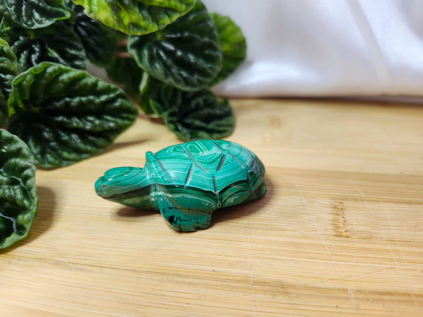 MALACHITE TURTLE
