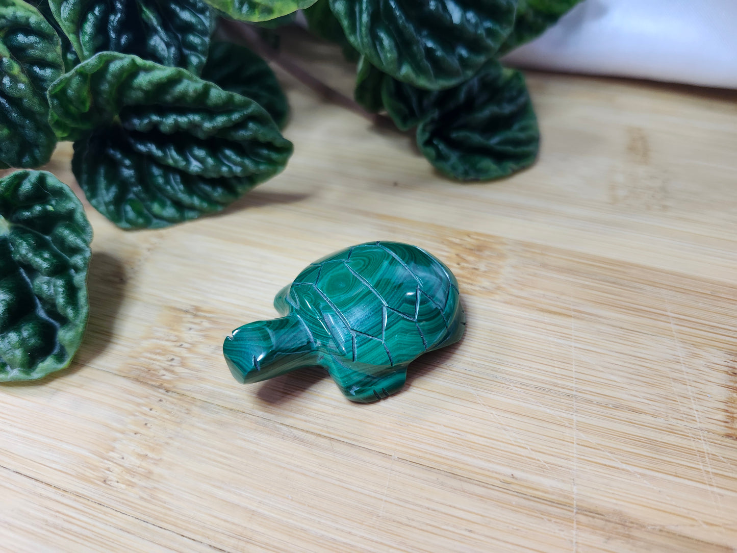 MALACHITE TURTLE