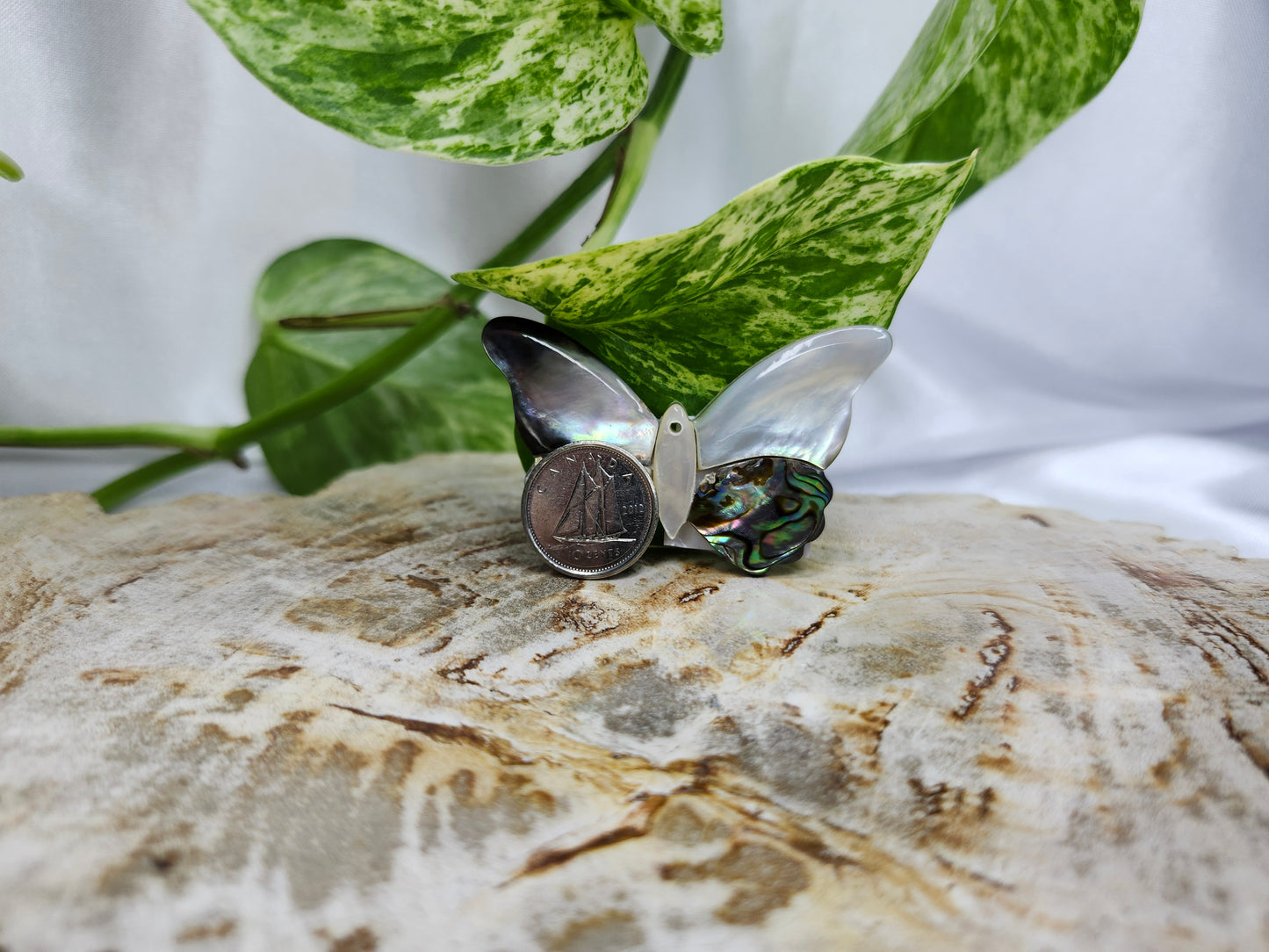 ABALONE SHELL BUTTERFLY