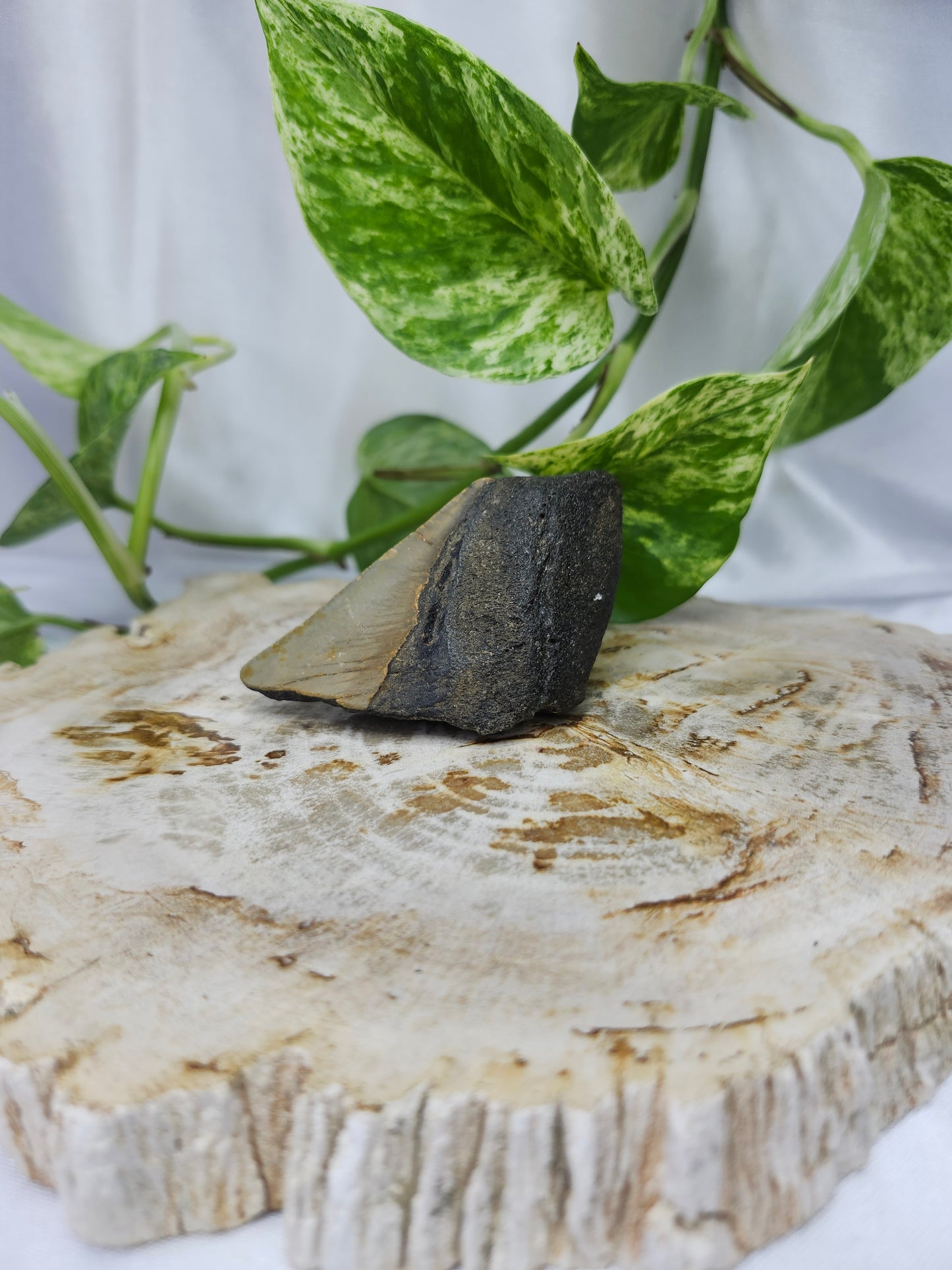 MEGALADON TOOTH #5