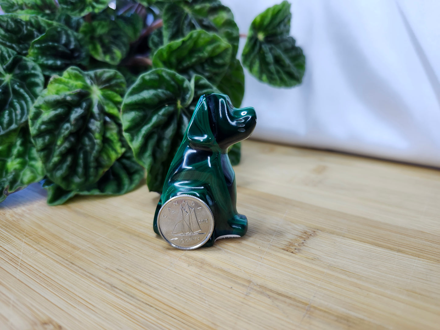 MALACHITE DOG