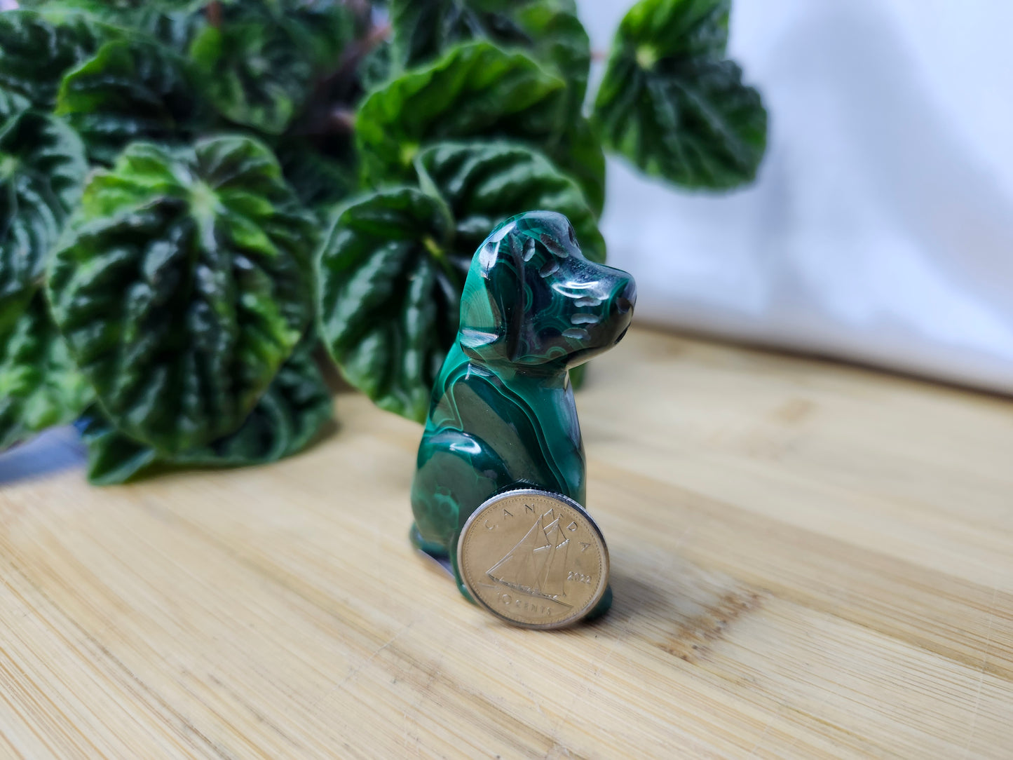 MALACHITE DOG