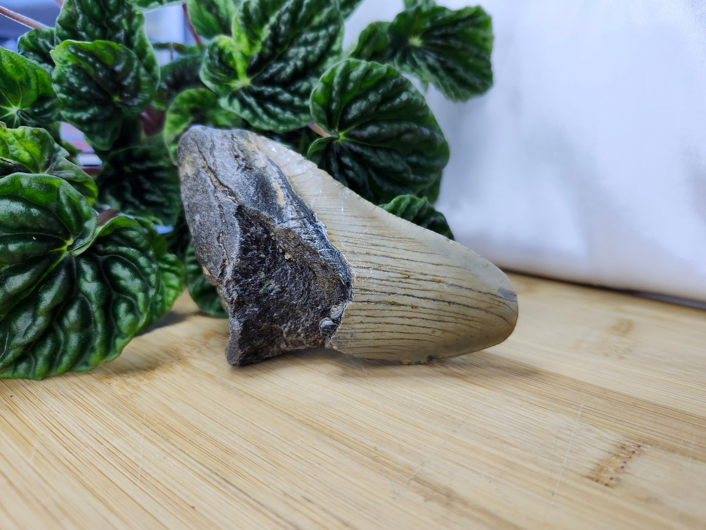 MEGALODON TOOTH