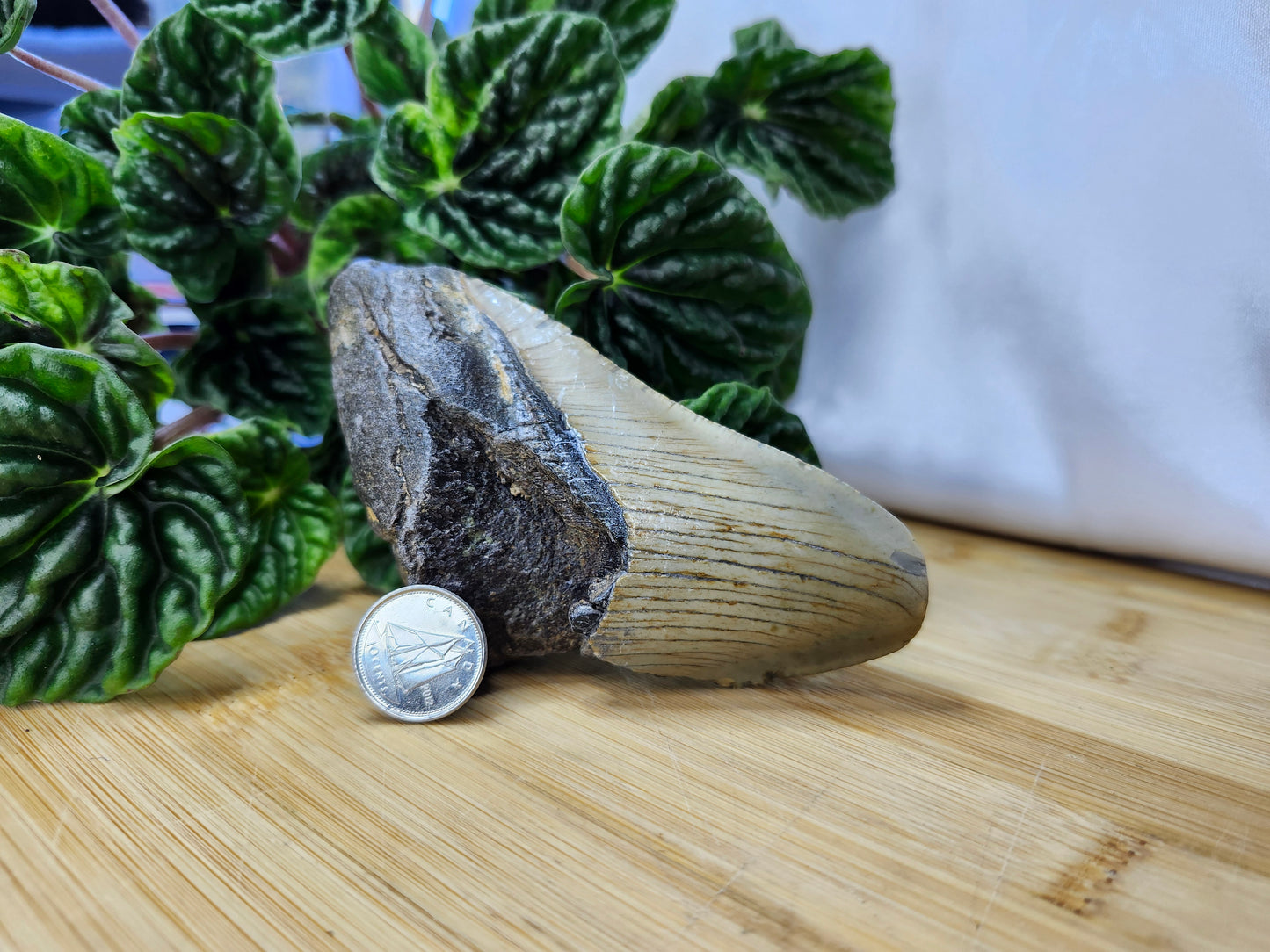 MEGALODON TOOTH