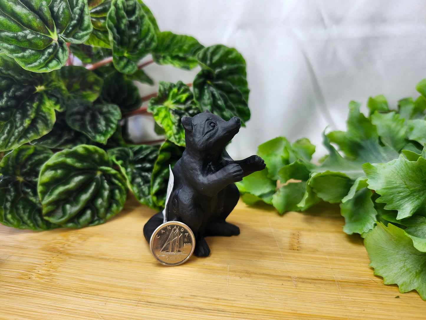 OBSIDIAN RACCOON
