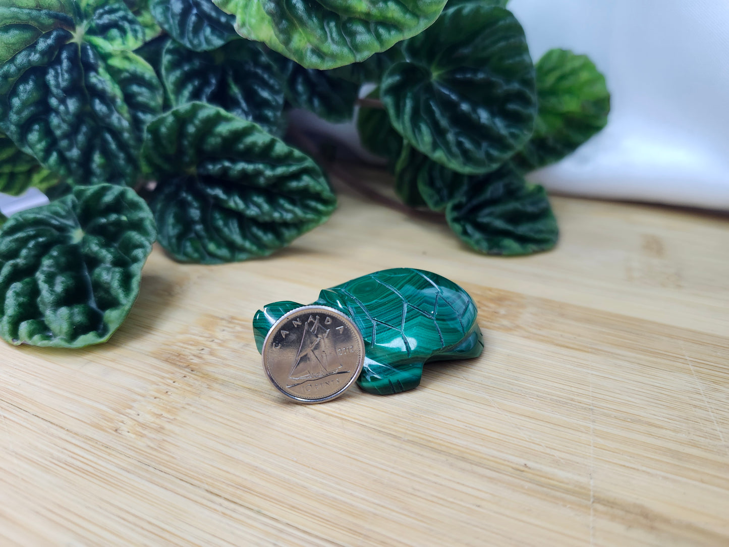 MALACHITE TURTLE