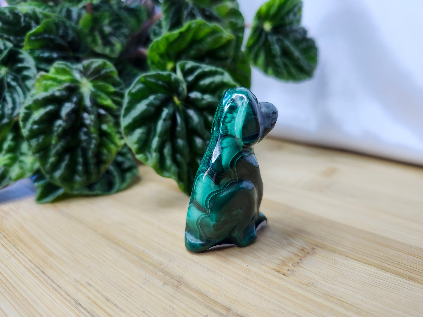 MALACHITE DOG