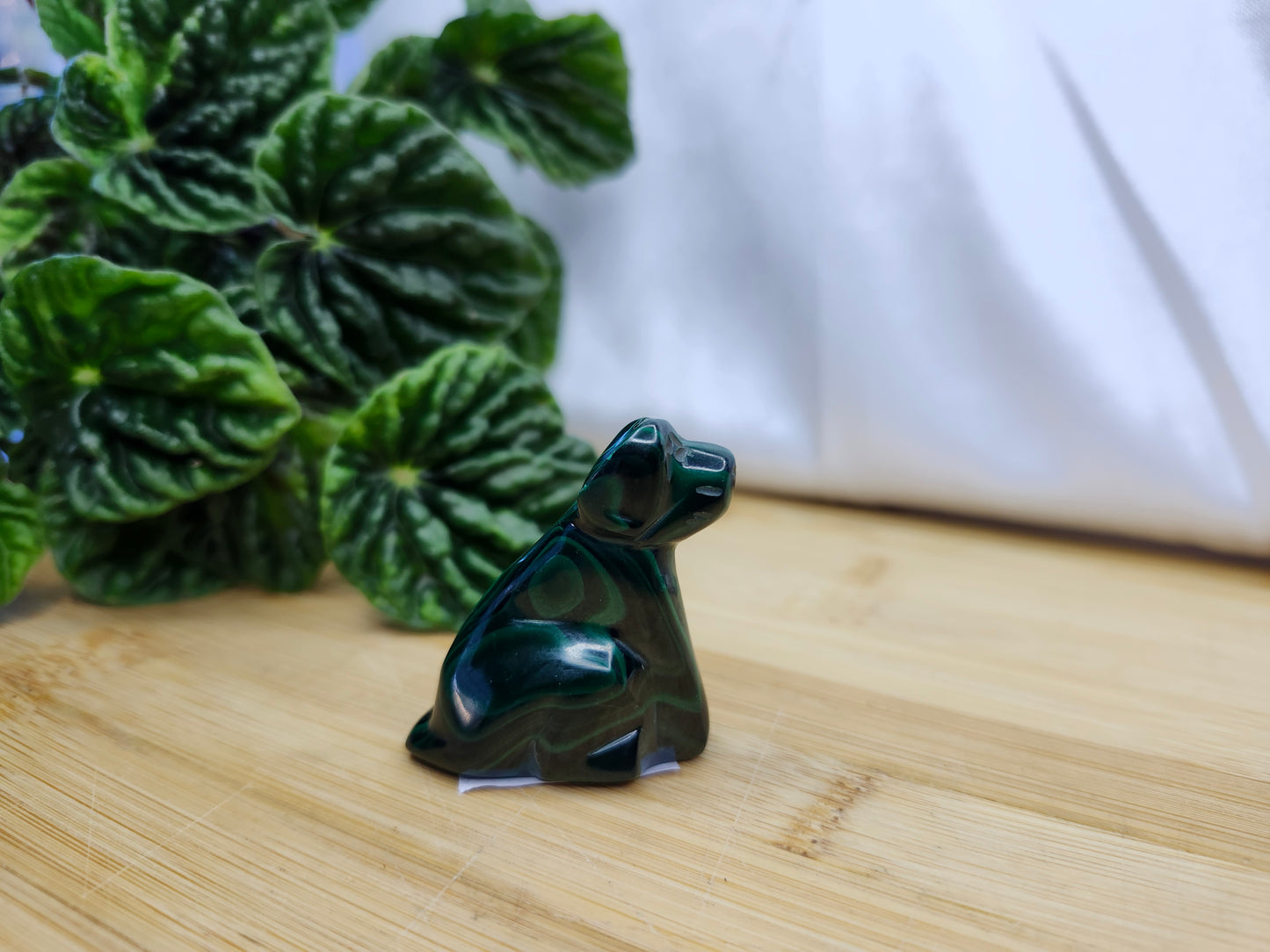 MALACHITE DOG