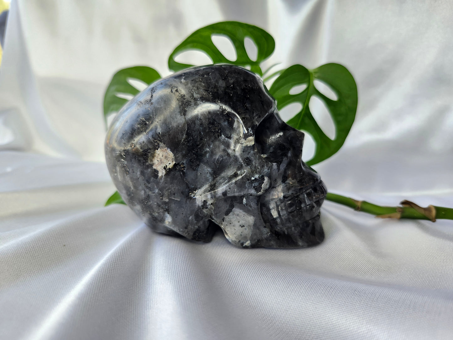 LARVAKITE SKULL