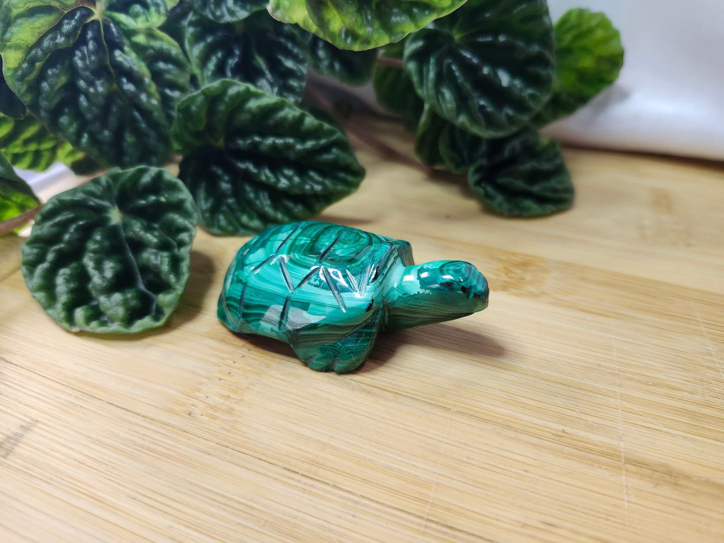 MALACHITE TURTLE