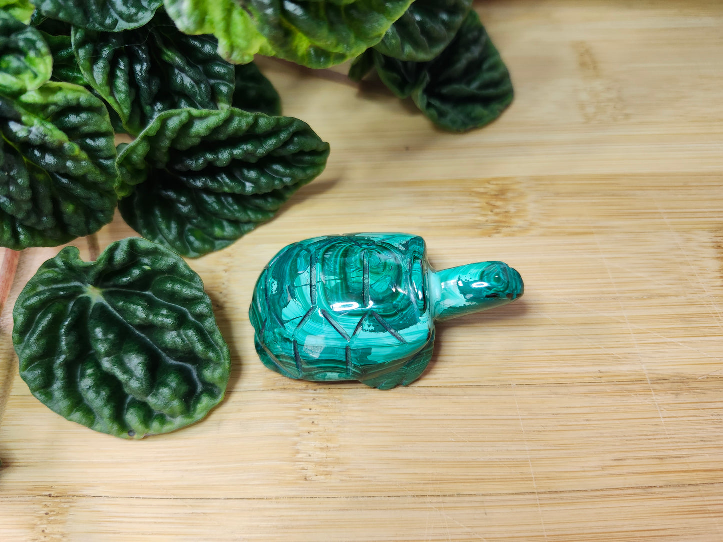 MALACHITE TURTLE