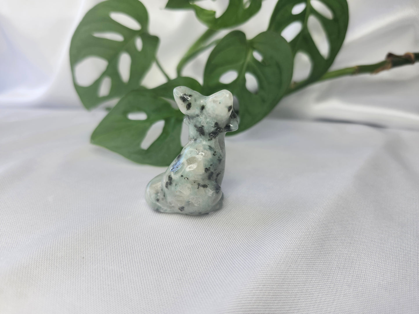 KIWI JASPER FOX