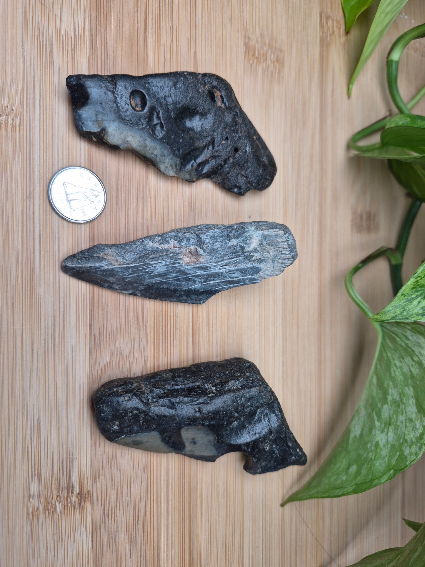 MEGALODON TOOTH FRAGMENTS, LARGE