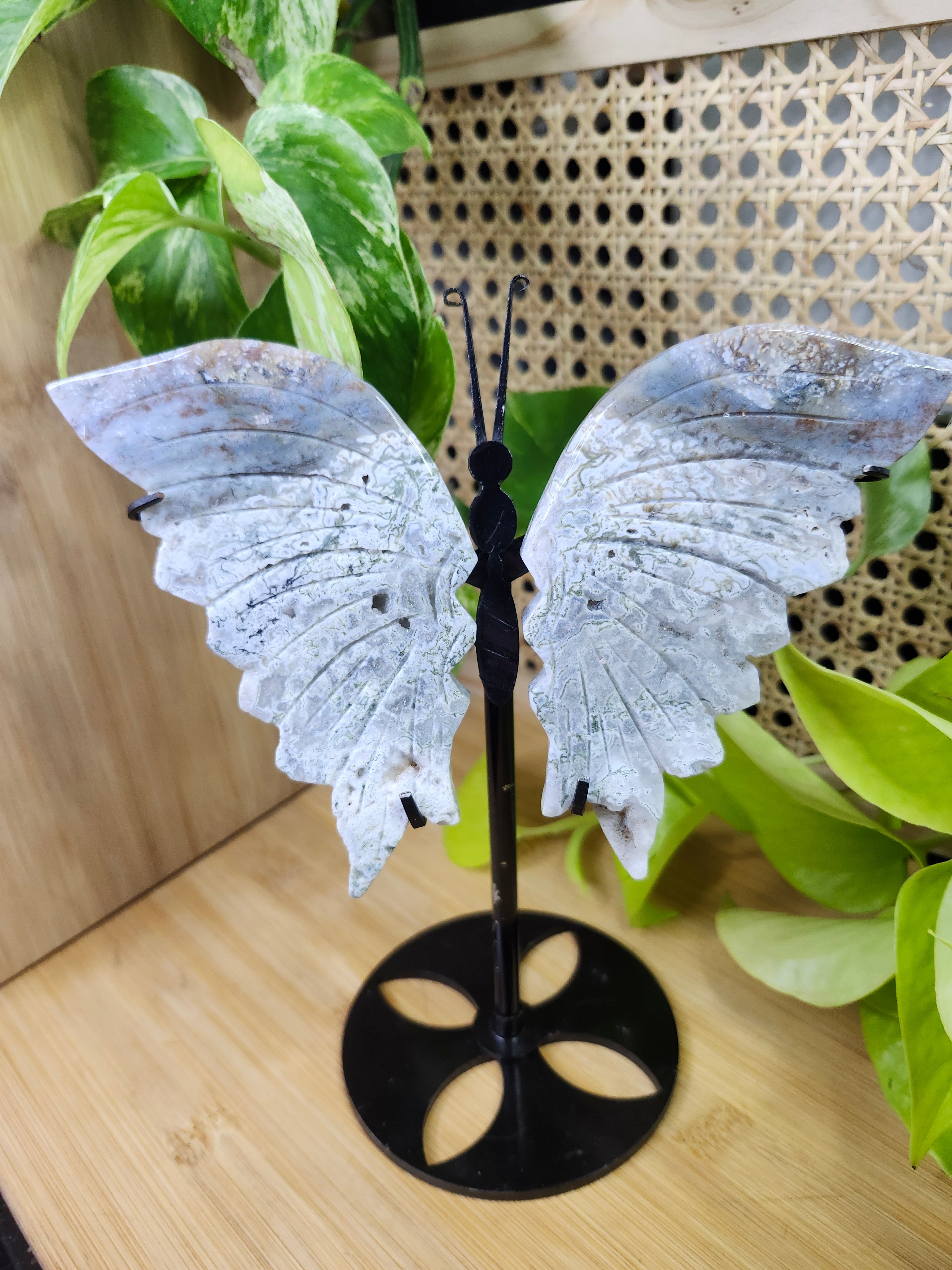 Butterfly Wings & Spiders