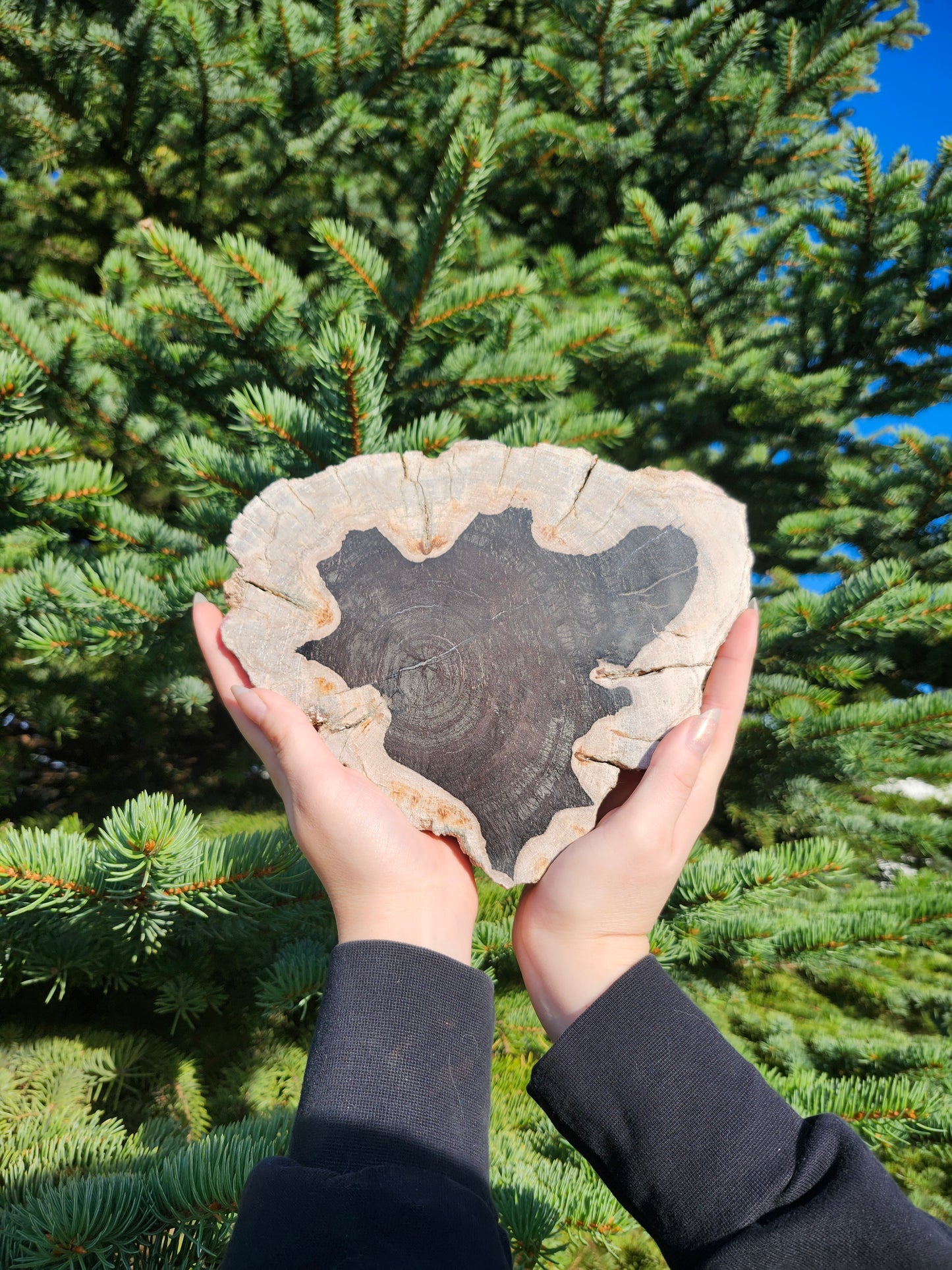 PETRIFIED WOOD SLAB