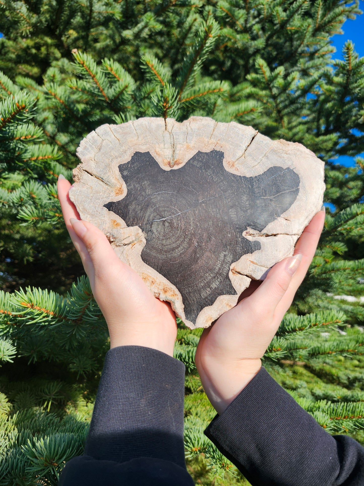 PETRIFIED WOOD SLAB