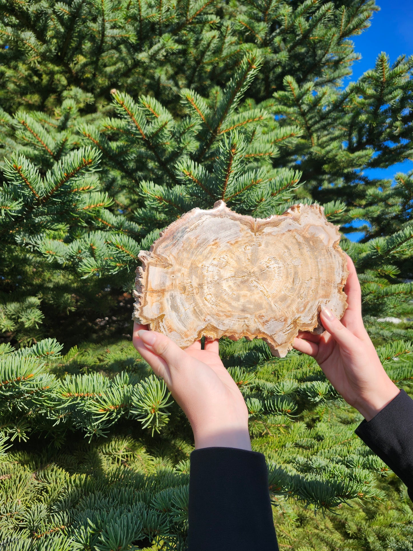 PETRIFIED WOOD SLAB