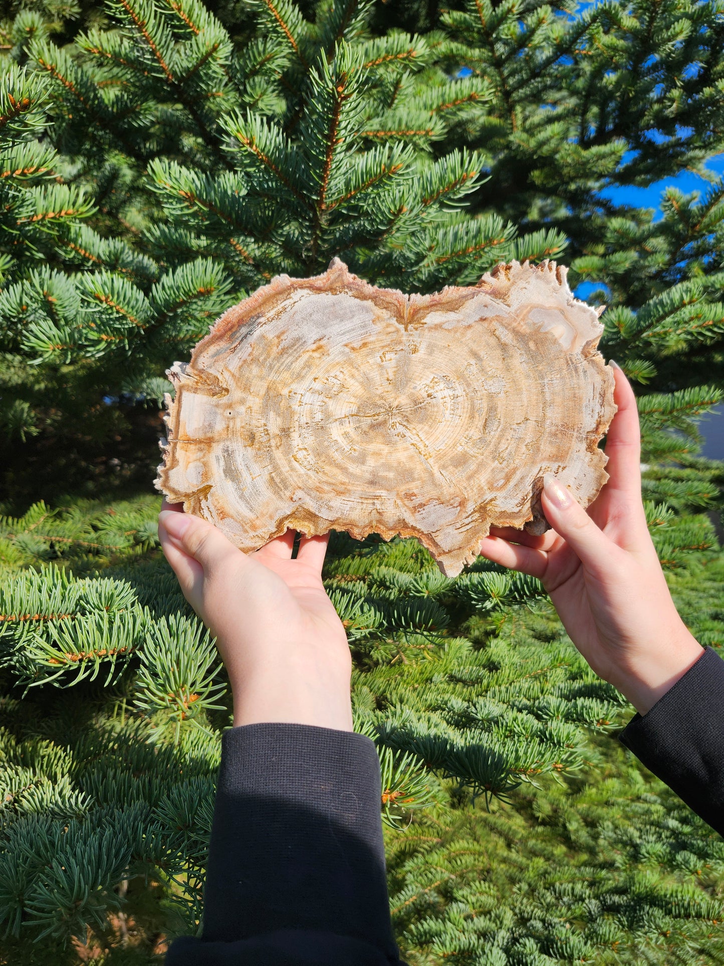 PETRIFIED WOOD SLAB