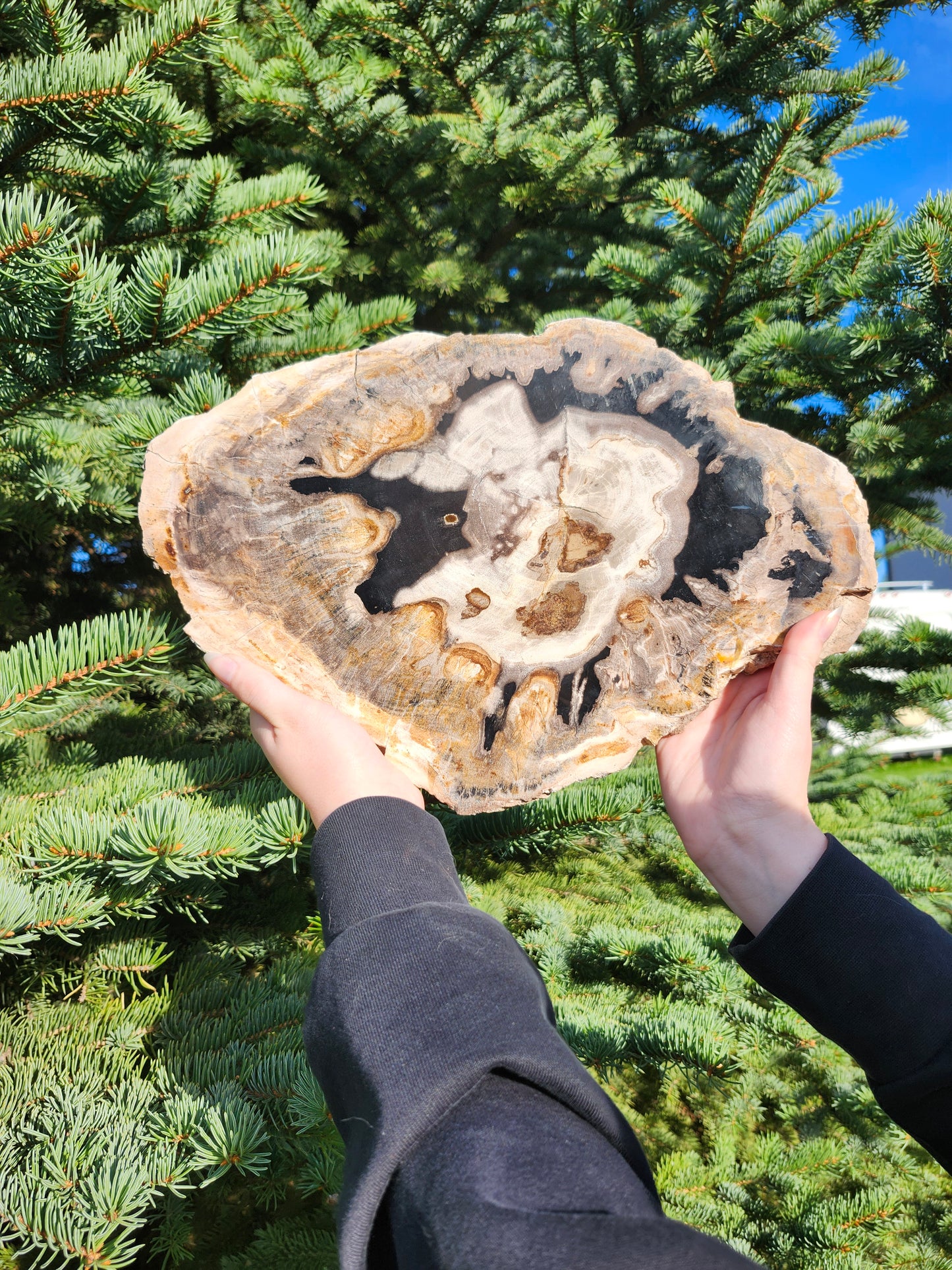 PETRIFIED WOOD SLAB