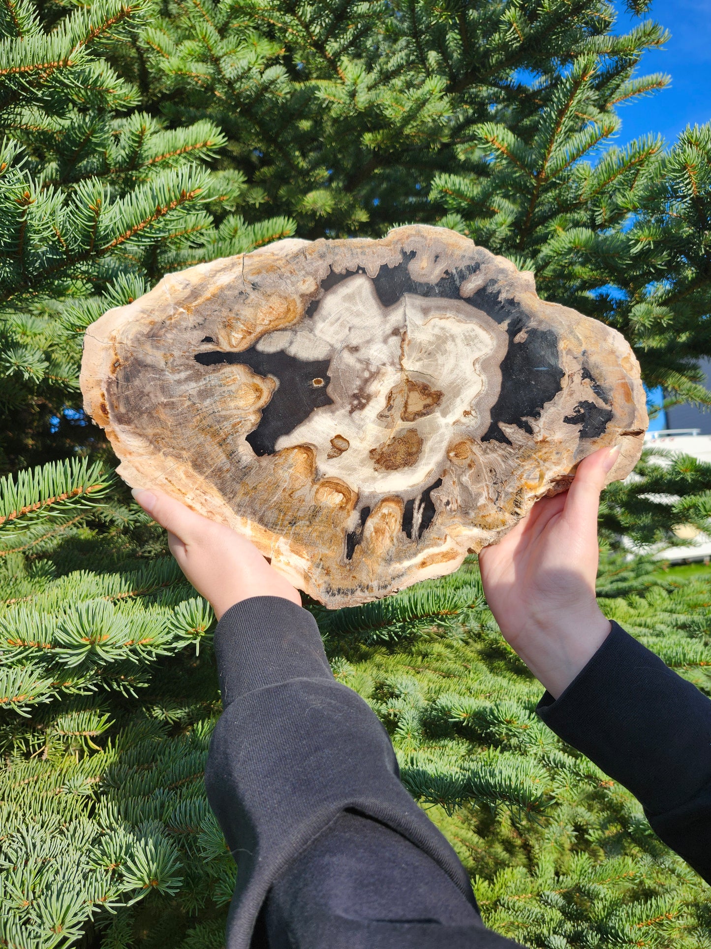 PETRIFIED WOOD SLAB