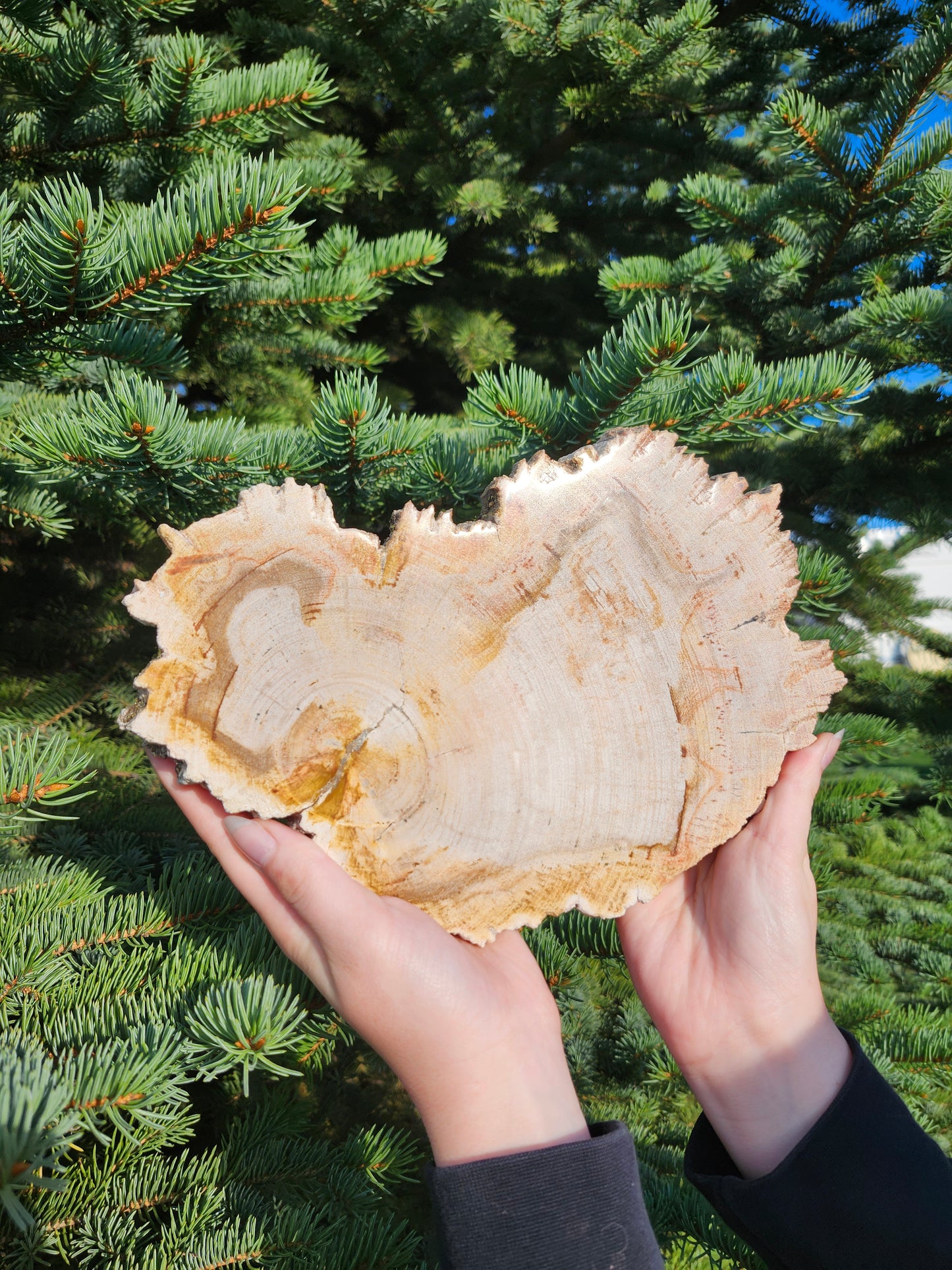 PETRIFIED WOOD SLAB