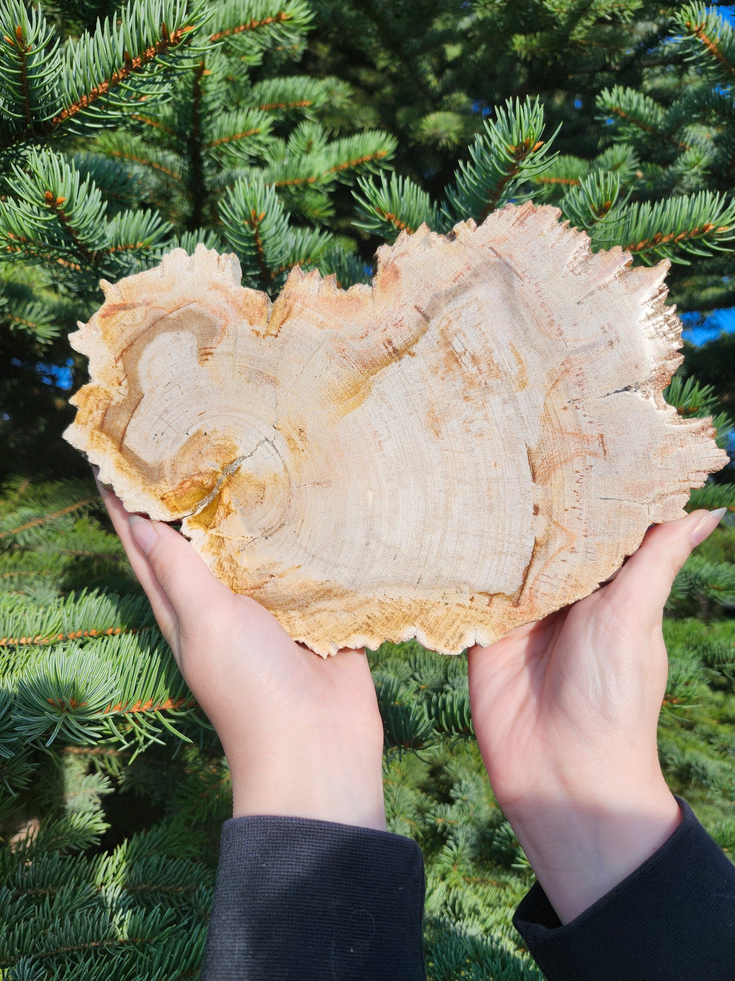 PETRIFIED WOOD SLAB