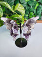 BUTTERFLY WINGS AMETHYST