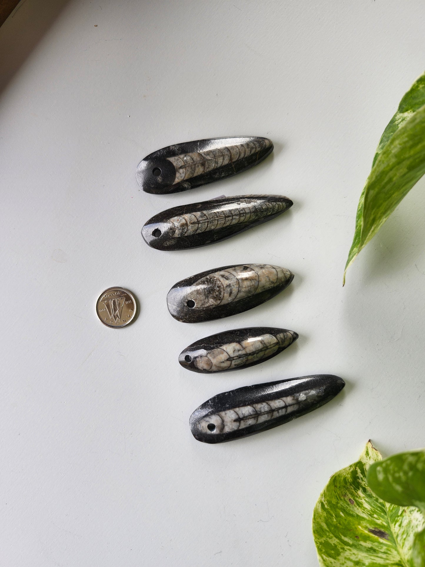 ORTHOCERAS DRILLED FOSSIL