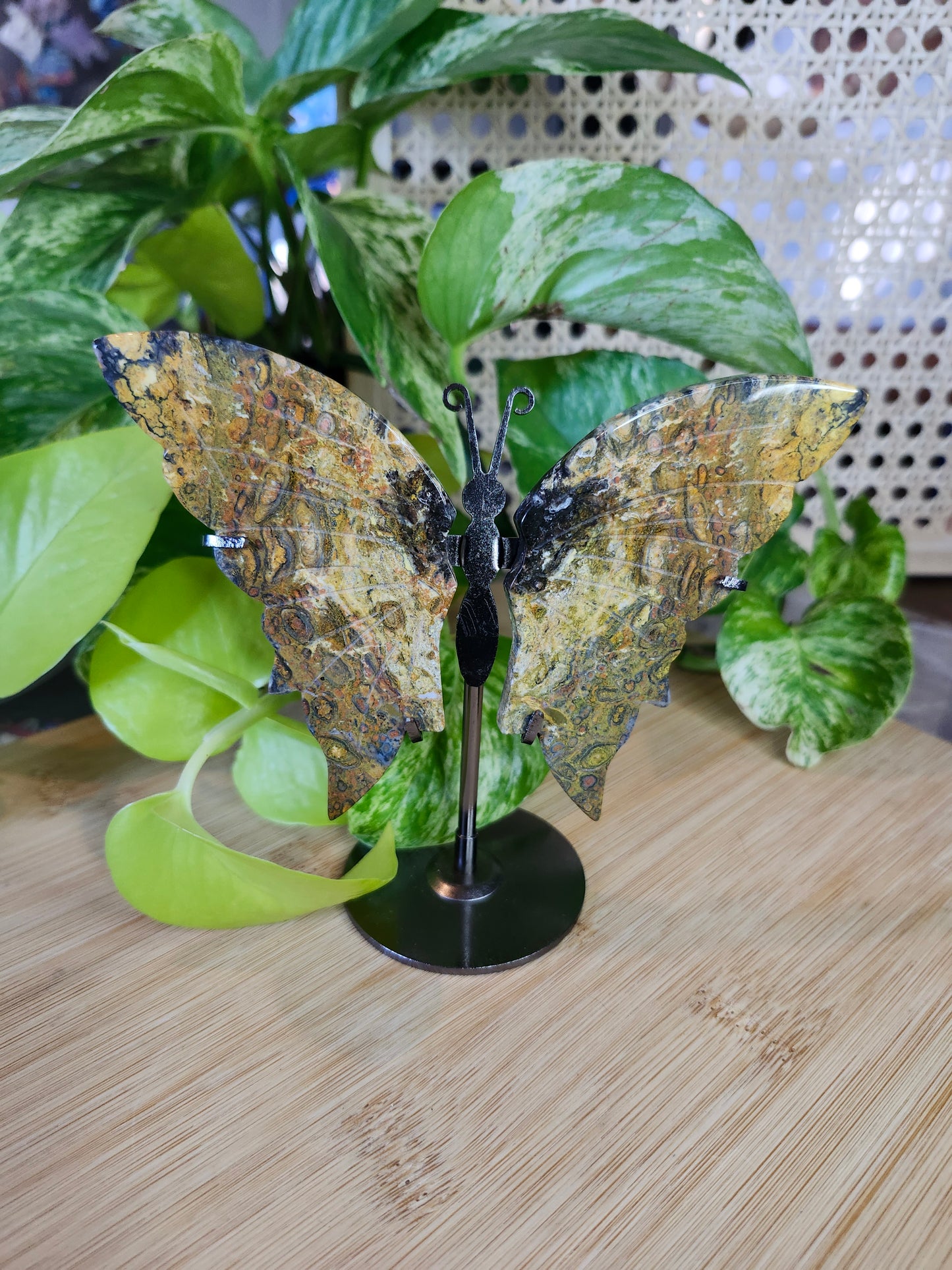 OCEAN JASPER  BUTTERFLY WINGS