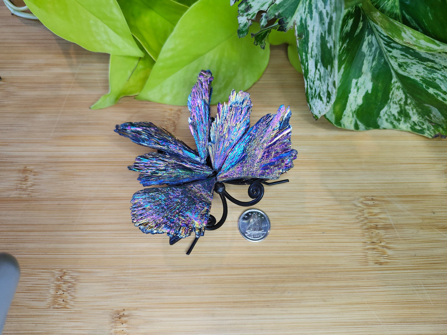 AURA KYANITE  BUTTERFLY (CARVING)