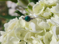 S6.25 MALACHITE RING .925 STERLING SILVER