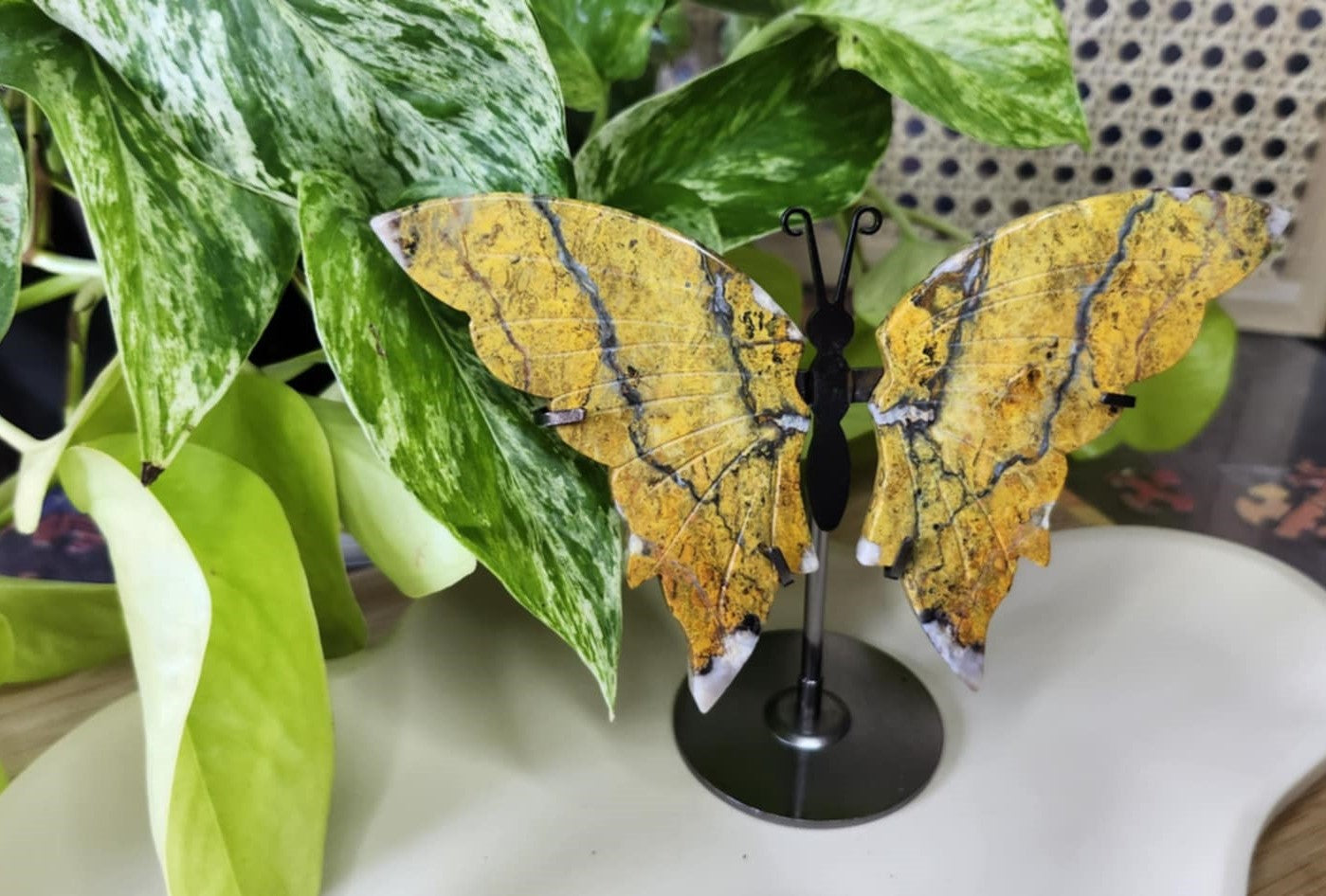 OCEAN JASPER  BUTTERFLY WINGS