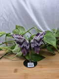 AMETHYST BUTTERFLY WINGS