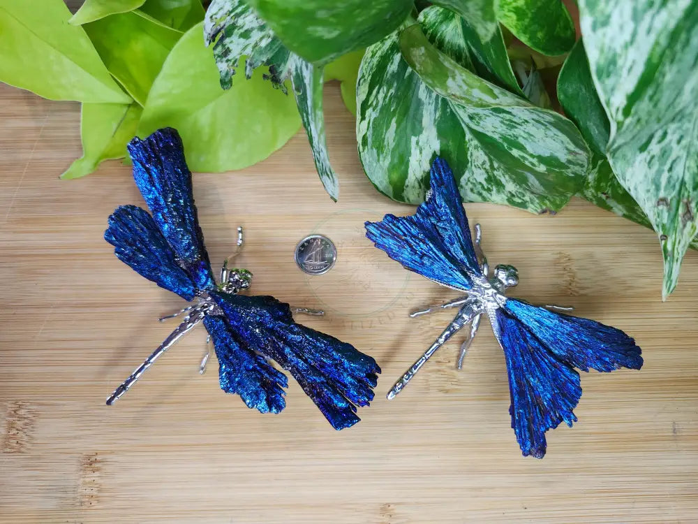 AURA KYANITE DRAGONFLY - CARVING
