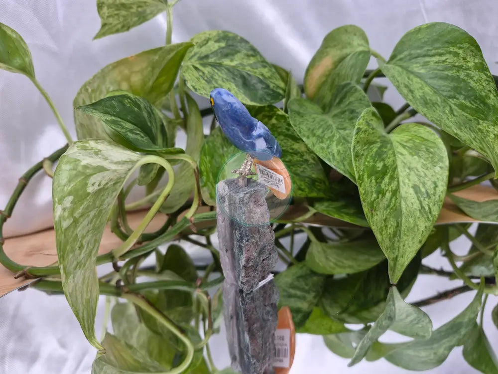BLUE AVENTURINE PARROT ON AMETHYST BASE