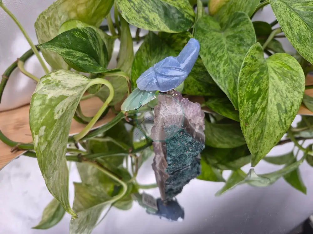 BLUE AVENTURINE PARROT ON AMETHYST BASE