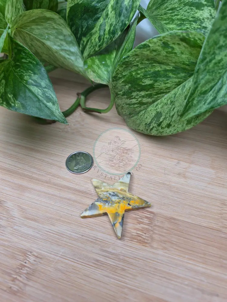 BUMBLEBEE JASPER STAR