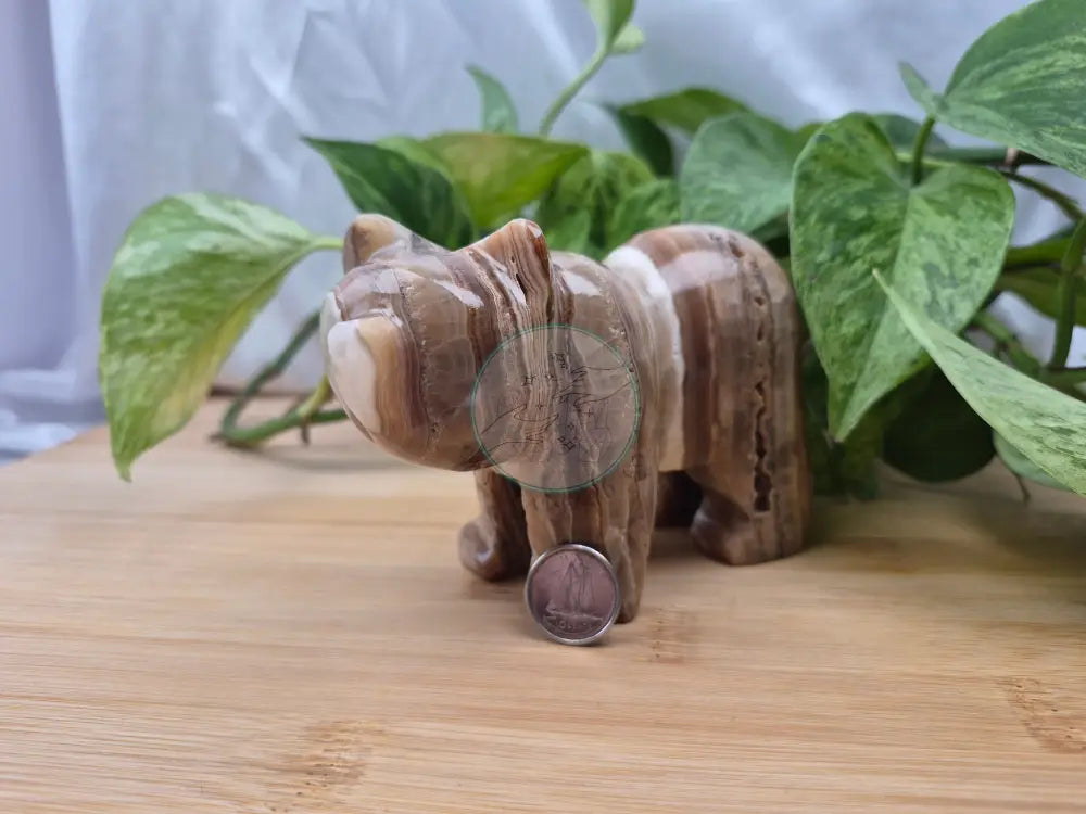 CHOCOLATE CALCITE BEAR