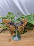 CRAZY LACE AGATE BUTTERFLY WINGS